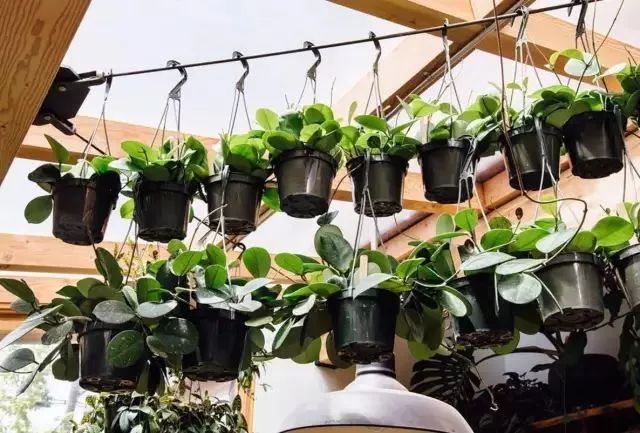 开一家植物美学小店,开一家属于自己的花店