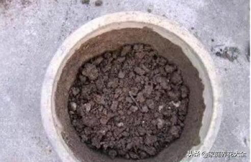 养花虫子怎么消灭最快,养花总招虫记住这几招