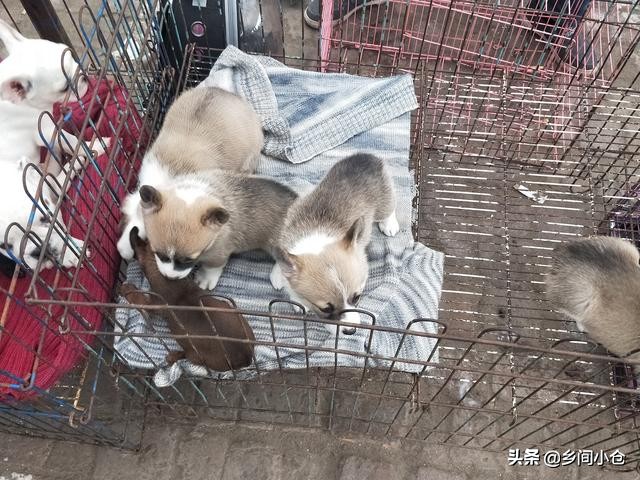 真正的狗市品种,哪里的狗市便宜品种又好种类又多