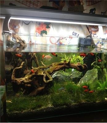 咋样挑选一个合适的鱼缸,如何选择适合自己的鱼缸