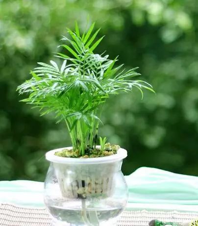 棕竹在阳光下能养吗,室内怎么养棕竹