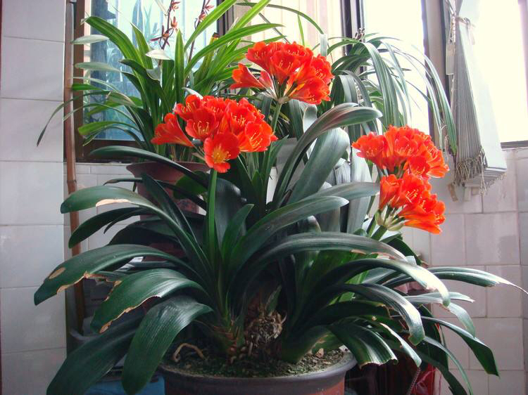 君子兰怎样养叶绿肥根壮,君子兰用什么肥叶绿叶厚