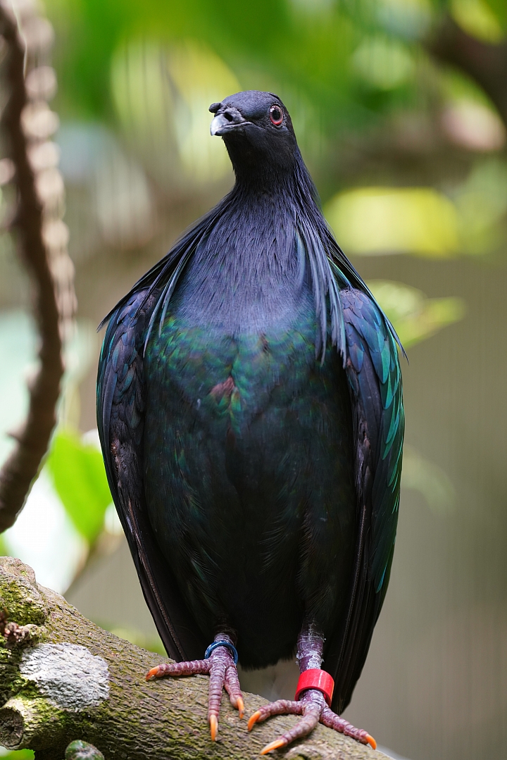 索尼fe50mmf2.5gm测评,索尼fe24f1.4gm大师镜头评测