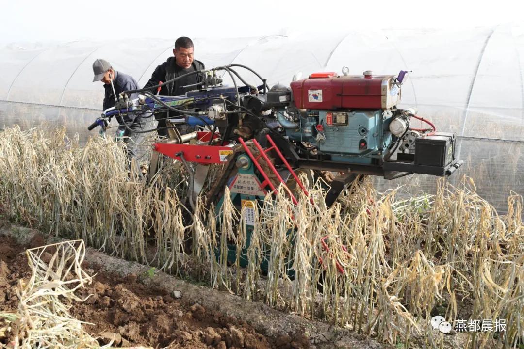 种植生姜喜丰收,一亩地2万斤大姜种植