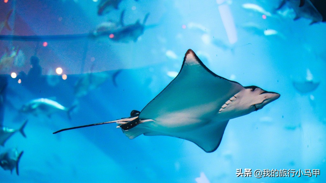 迪拜旅游最全最完美最实用攻略,迪拜旅游最详细攻略