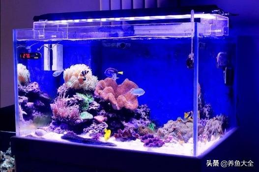 鱼缸放置最佳位置,放置鱼缸三注意