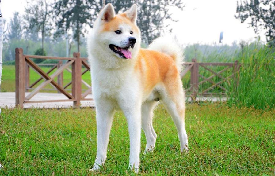 哪种狗粮适合秋田犬,秋田犬一天多少狗粮