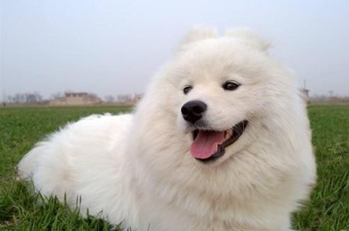 关于萨摩耶的发情期，你了解多少？发情期要注意哪些问题？