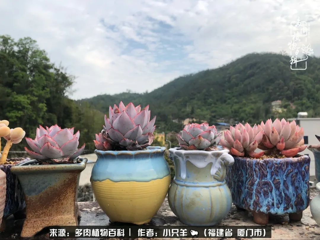 多肉像葡萄一样,多肉像铃兰一样