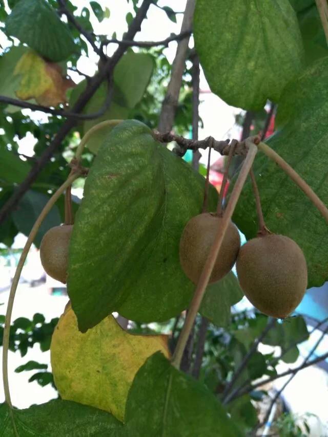 养子沟游玩攻略,养子沟畅游文案