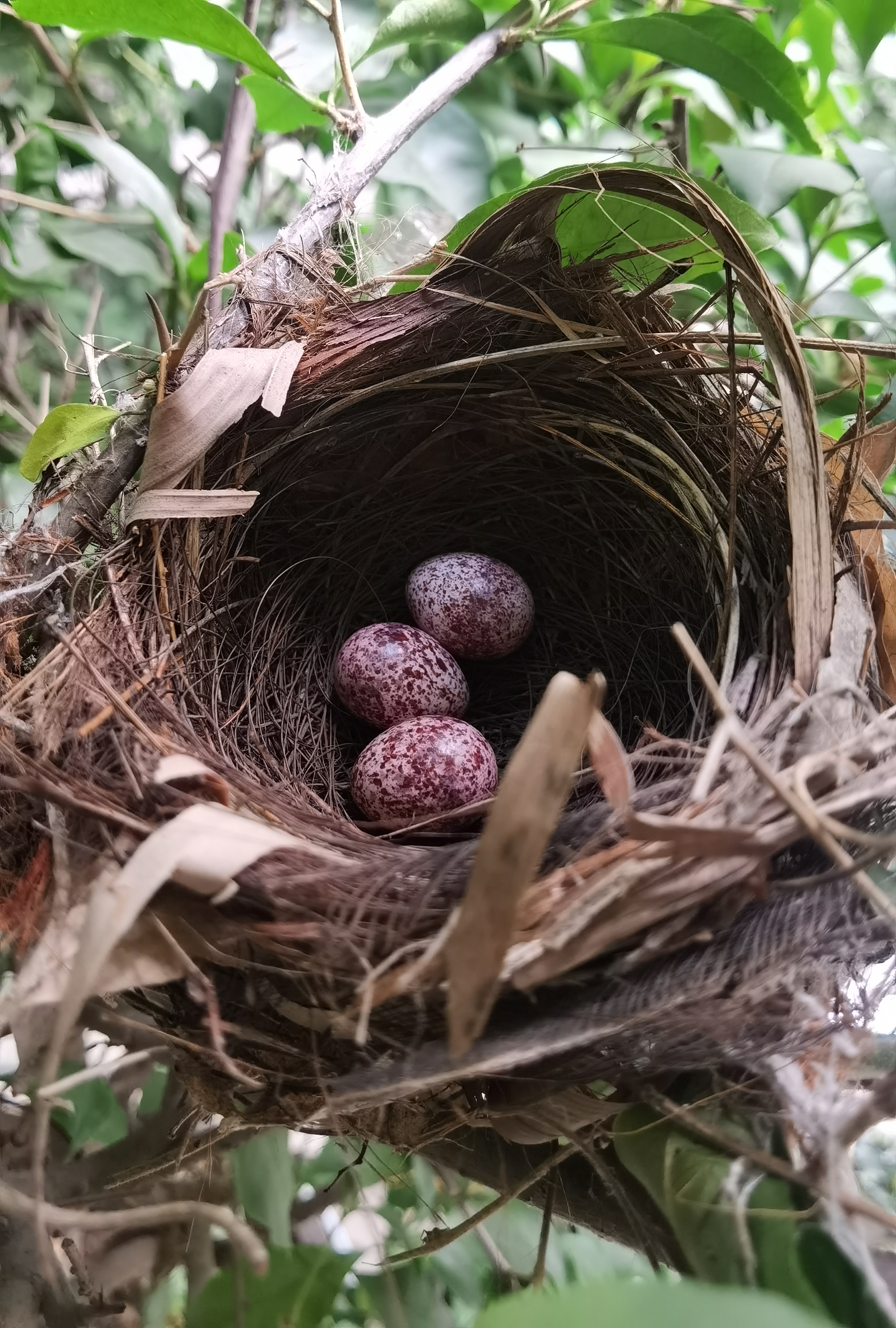 景美人善！我红耳鹎成都“安家”日常曝光