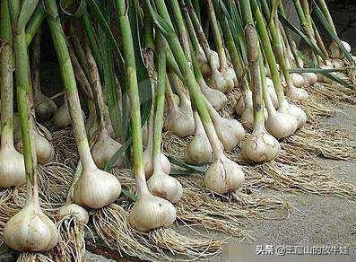 大蒜素在养殖中的功效与作用,大蒜素在养殖中的应用