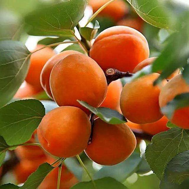 雾灵山内住宿推荐,雾灵山在山上住宿最佳方案