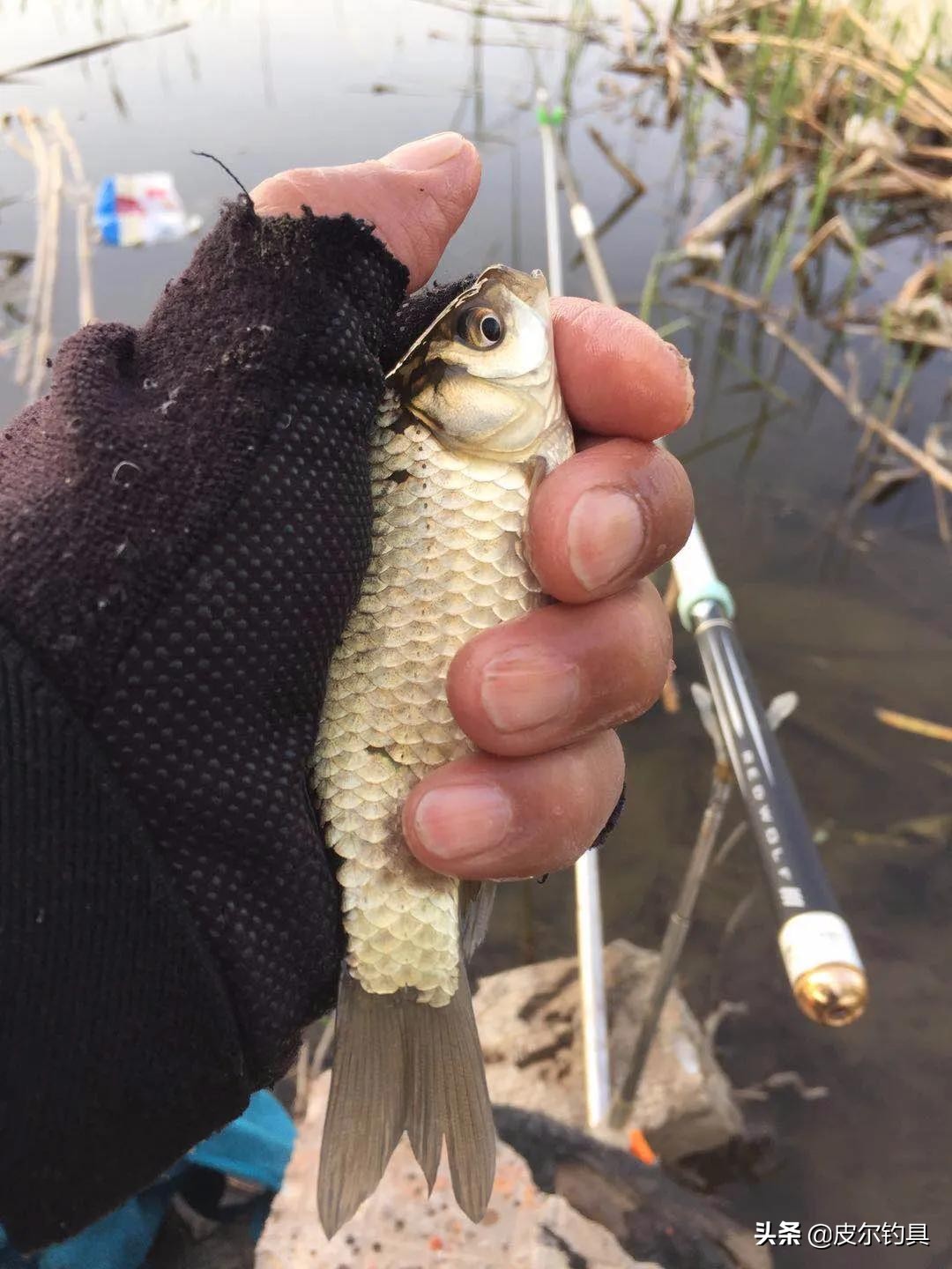 红狼鲢霸鱼竿,红狼湖库版鲢鳙竿