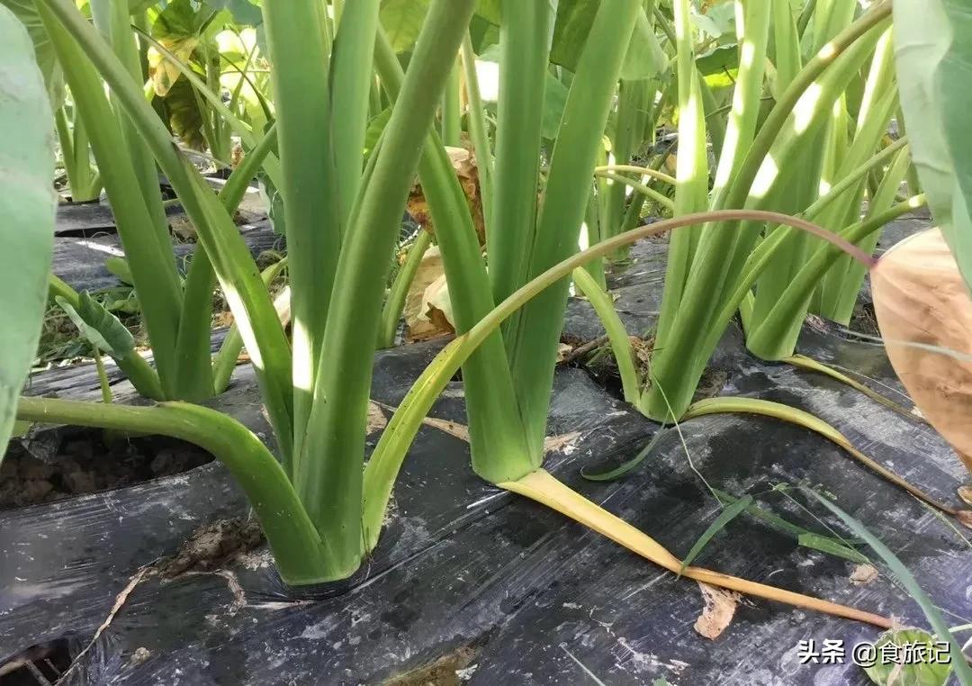 荔浦芋头甜品甜而不腻,家庭简单荔浦芋头的甜品