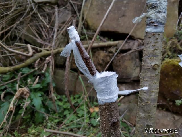 李子嫁接成活要不要修枝,村民种植果树亏本