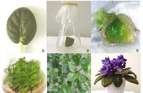 铁皮石斛植物组织培养,植物培养基础知识