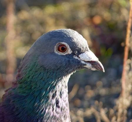 赛鸽单眼伤风的治疗与预防,赛鸽发烧会引起单眼伤风吗
