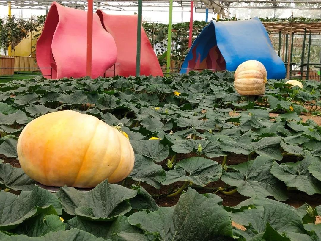 7月旅顺游玩,7月旅顺游玩去处