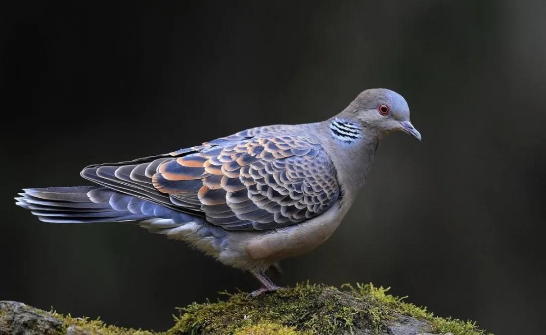 吃野生斑鸠对身体好吗,吃斑鸠有什么效果吗
