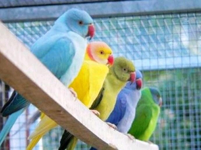 月轮鹦鹉和亚历山大鹦鹉推荐哪个,亚历山大鹦鹉和月轮鹦鹉区别