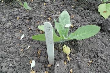 世上最毒的花园,最毒的花园有多可怕