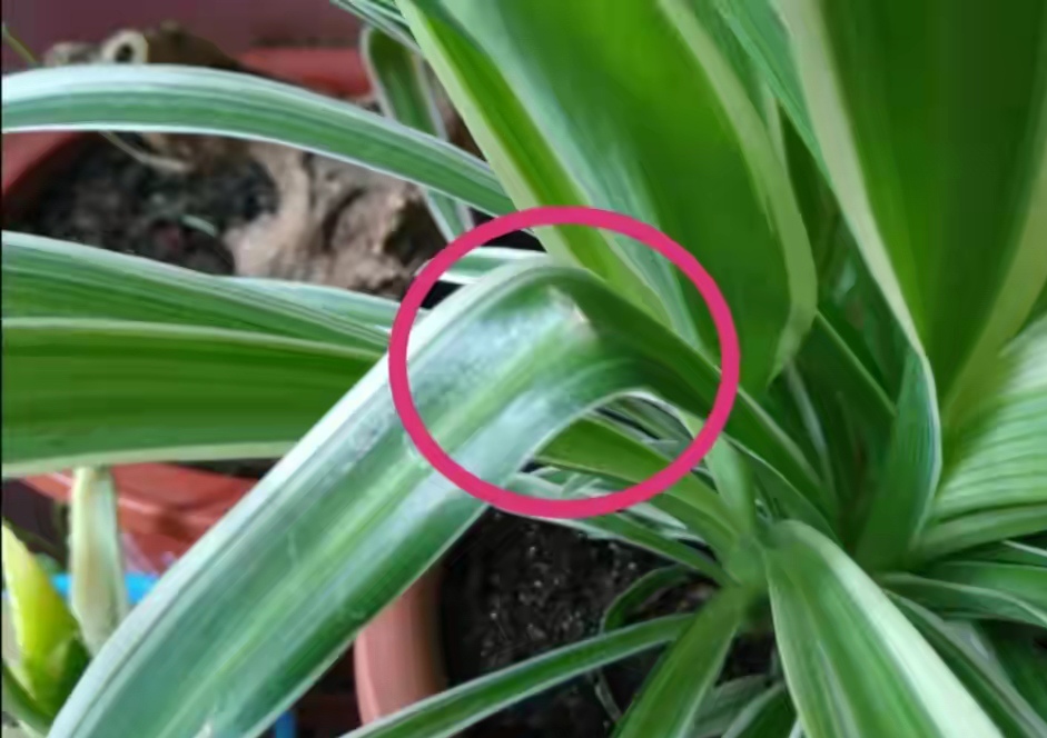 好养的盆栽花卉排名前十,盆栽花比较好养的有哪些