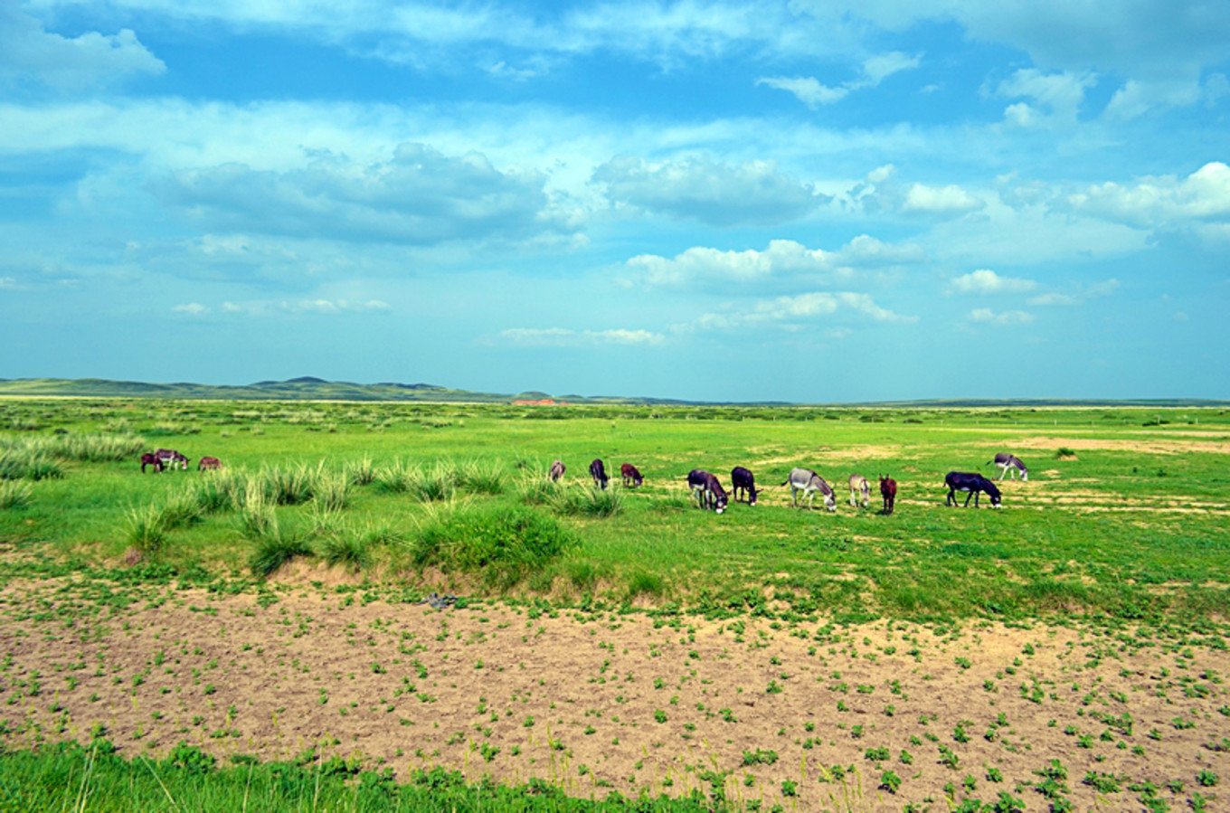 乌珠穆沁草原狼图腾,狼图腾草原魂歌曲