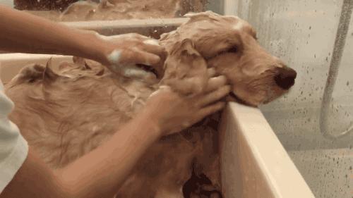 狗子老是掉毛怎么办,怎么样防止狗子掉毛快