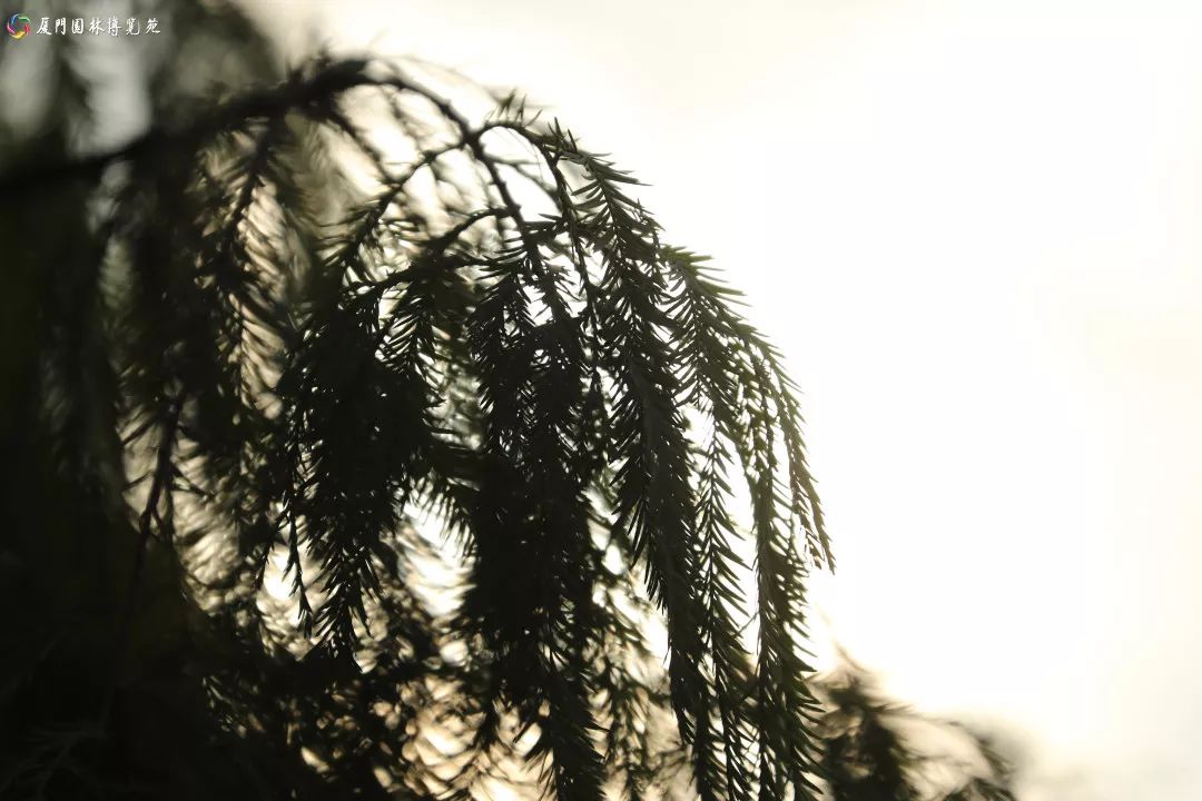 速来!园博苑有让*欲人**罢不能的季相变化之美,还有众多萌物陪伴你~