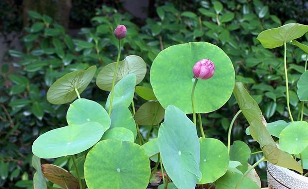 夏天怎么养花才不会绿根,盆景荷花春天怎样养护