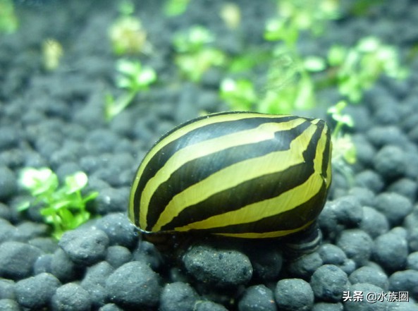 斑马螺和军帽螺,黑金刚螺和斑马螺