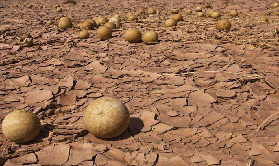 为什么在沙漠里遇到西瓜不能吃呢,沙漠里遍地是西瓜为何却无人敢吃