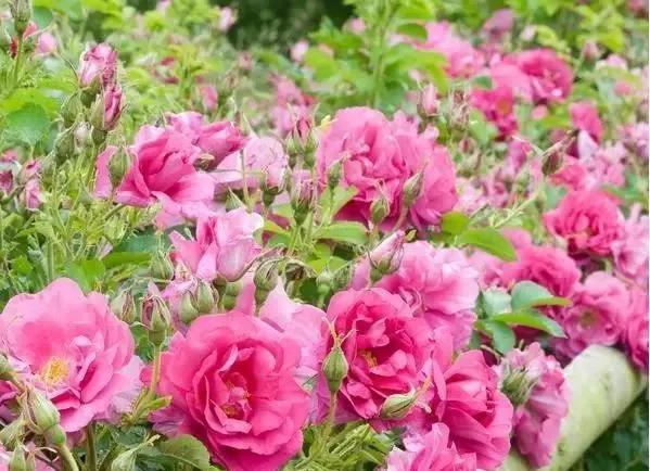 玫瑰花有哪些品种,玫瑰花有哪些品种大全