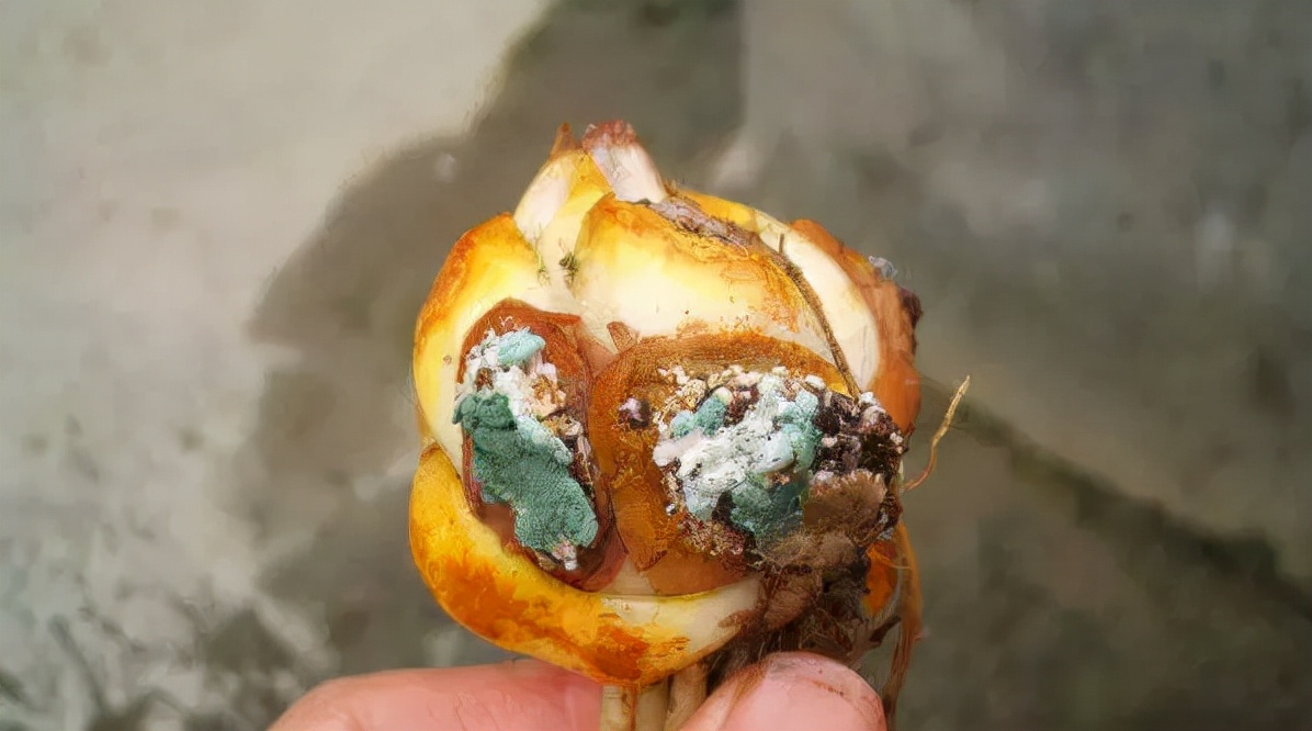 卷丹百合种球繁殖步骤图解,百合种球萌芽1厘米了怎么养护