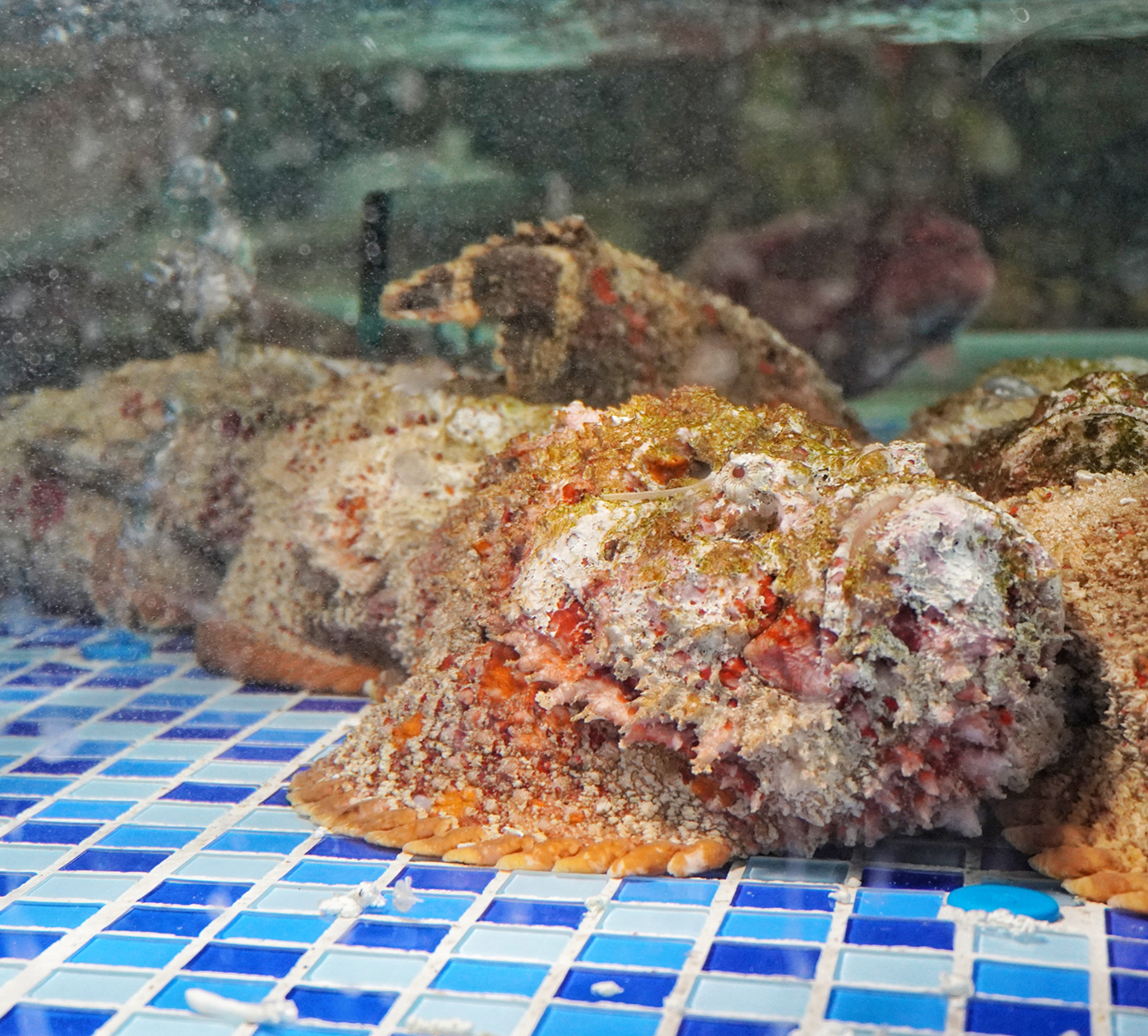 昆明海鲜大咖推荐珥季路,昆明24小时营业的海鲜大咖