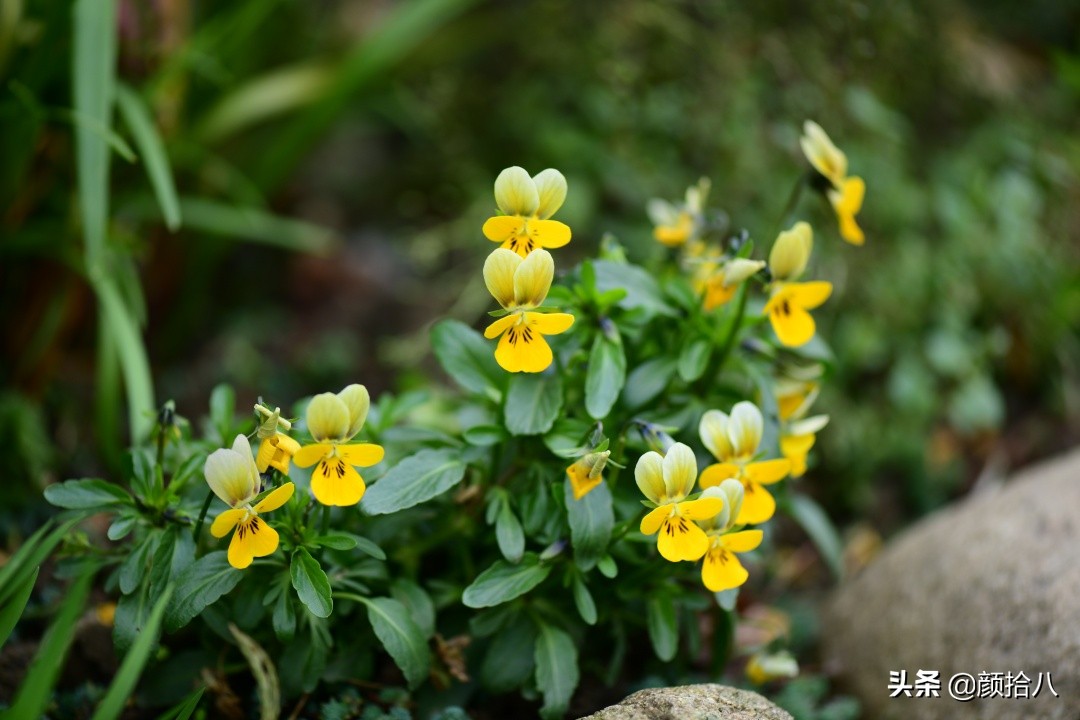 零下9度来袭，花园里的绿色是那么动人|园丁