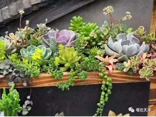 天津哏儿都的好去处,天津哏儿都