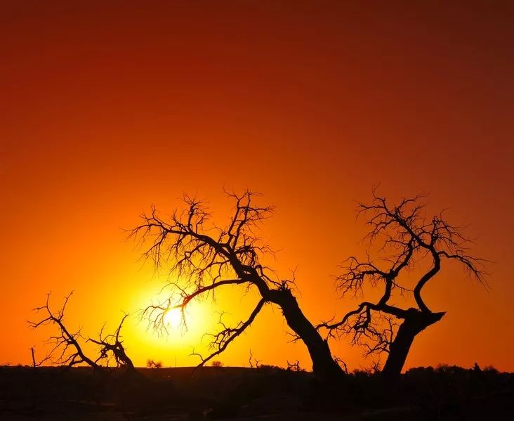 额济纳戈壁滩记录,额济纳戈壁滩沙漠