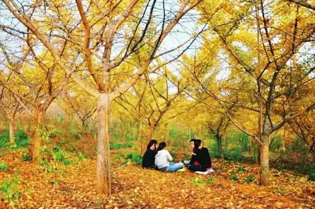 叶落树会难过吗,叶落心痛