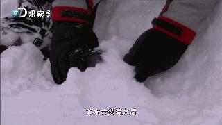 野外求生净化水的方法,野外生存取水的正确方法