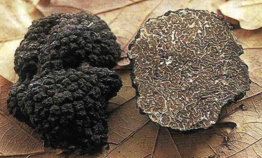 被称“煤球”,长得又丑又难闻,却为世界3大珍馐,一斤卖到600元