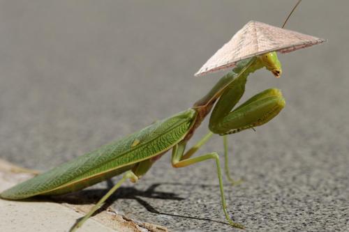 动物侠记：双刀客螳螂，双刀斗遍武林豪杰，却是个怕老婆的主
