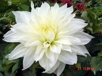 一次性摘各种各样的水果,一次性种很多草莓会怎么样