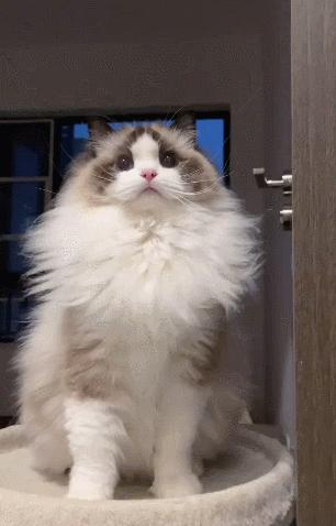 布偶猫身长四十厘米体重九斤,超级可爱的布偶猫有两万斤