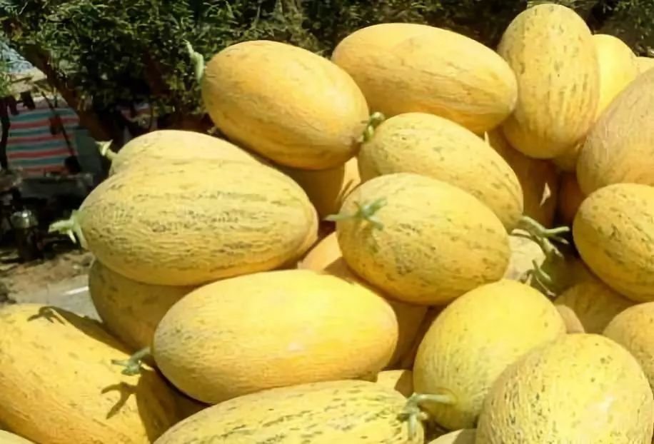 全国各地最全特产,全新疆特产