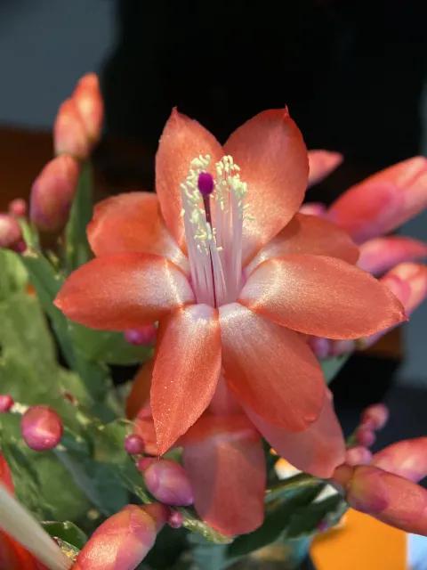 蟹爪兰20棵,有20株蟹爪兰适合多大的盆