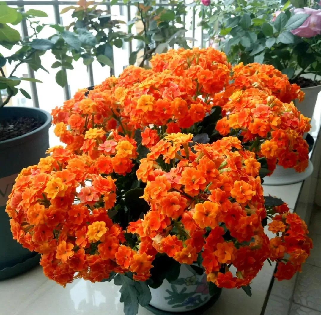 单瓣长寿花品种大全图,长寿花单瓣最好看的品种