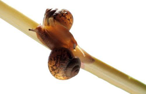 地球上有史以来最大的软体动物,软体动物有哪些常见的