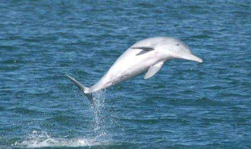 长江珍贵动物,长江唯一哺乳动物